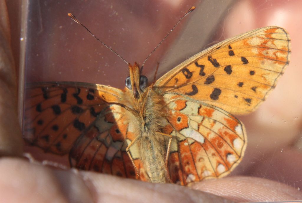 Boloria euphrosyne?